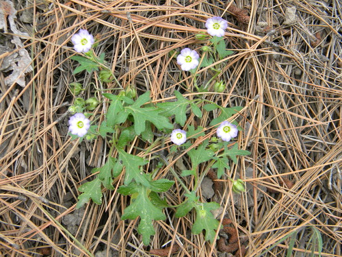 Kirtley's nemophila (Nemophila kirtleyi)
