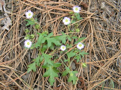 Nemophila kirtleyi