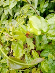 Aristolochia sempervirens