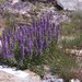 Silky Phacelia - Photo (c) mhays, some rights reserved (CC BY-NC), uploaded by mhays
