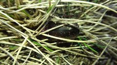 Pterostichus pilosus