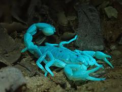 Paruroctonus variabilis