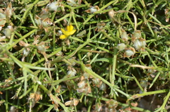 Genista acanthoclada