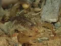 Paruroctonus variabilis