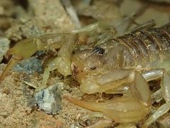 Paruroctonus variabilis