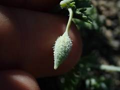 Eschscholzia hypecoides