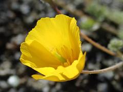 Eschscholzia hypecoides