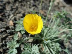 Eschscholzia hypecoides