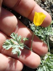 Eschscholzia hypecoides
