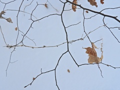 Smilax ecirrhata
