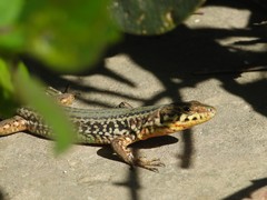Podarcis filfolensis maltensis