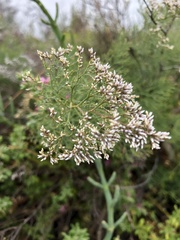 Limonium otolepis