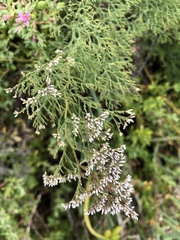 Limonium otolepis