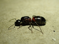 Camponotus obscuripes