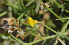 Genista acanthoclada