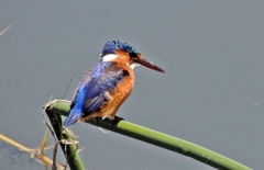 Corythornis cristatus