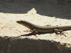 Podarcis filfolensis maltensis