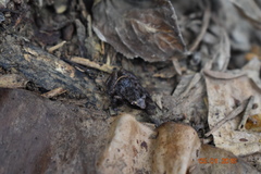 Eleutherodactylus cystignathoides