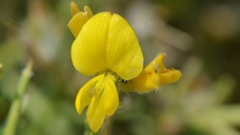 Genista acanthoclada