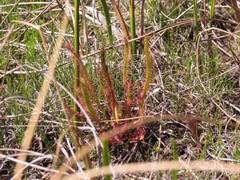 Drosera linearis