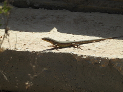 Podarcis filfolensis maltensis