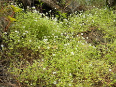 Nemophila kirtleyi