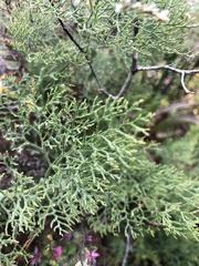 Limonium otolepis