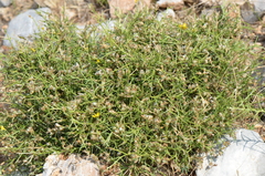 Genista acanthoclada