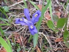 Iris lacustris
