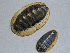 Plaxiphora aurata