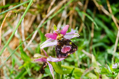 Ophrys bertolonii benacensis