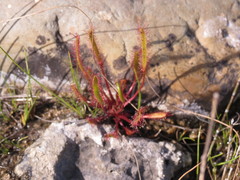 Drosera linearis