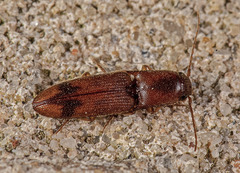 Aeolus asper