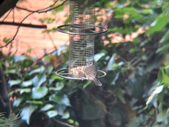 Lophophanes cristatus