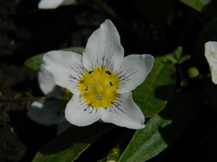 Hesperochiron pumilus