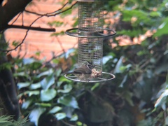 Lophophanes cristatus