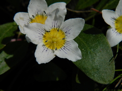 Hesperochiron pumilus