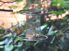 Lophophanes cristatus