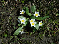 Hesperochiron pumilus