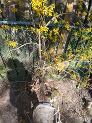 Forsythia koreana