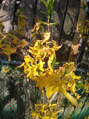 Forsythia koreana