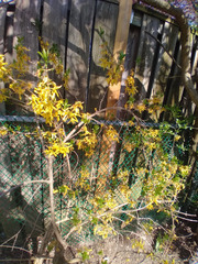 Forsythia koreana