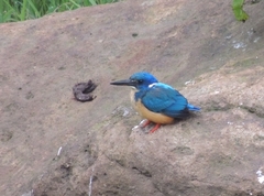 Alcedo semitorquata