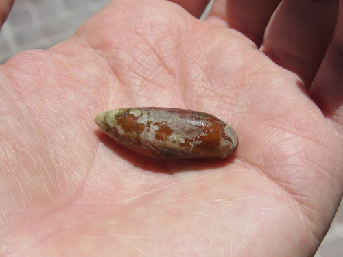 Leiosolenus patagonicus