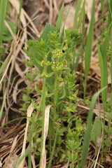 Cruciata glabra krylovii