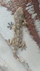 Tarentola mauritanica
