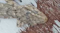 Tarentola mauritanica