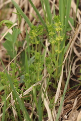 Cruciata glabra krylovii