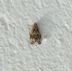 Olethreutes tilianum