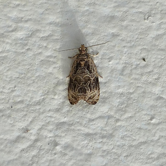 Olethreutes tilianum